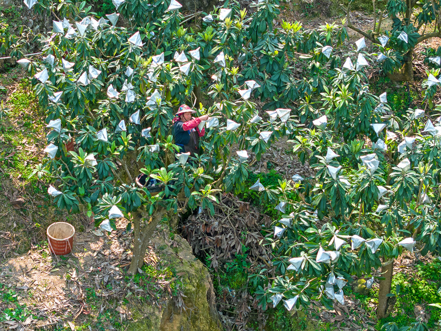 果农穿梭果园中，忙着采摘枇杷。简银蕉摄