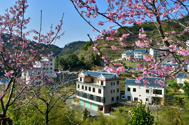每年3月，上千株高山樱花陆续开放，吸引众多市民游客前来打卡。夏海滨摄