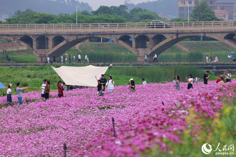 鳌峰埔大桥下的浪漫粉色花海。人民网记者 陈博摄