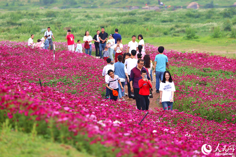 田洋格桑花花海已成为市民游客赏花休闲的好去处。人民网记者 陈博摄