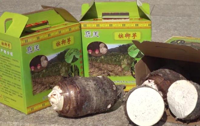 市场监管部门将持续助力“褒美进士芋”品牌建设和提升。厦门市市场监督管理局供图