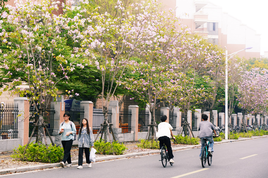 集美大学学子在信毅路的繁花中穿行。庄莉红摄