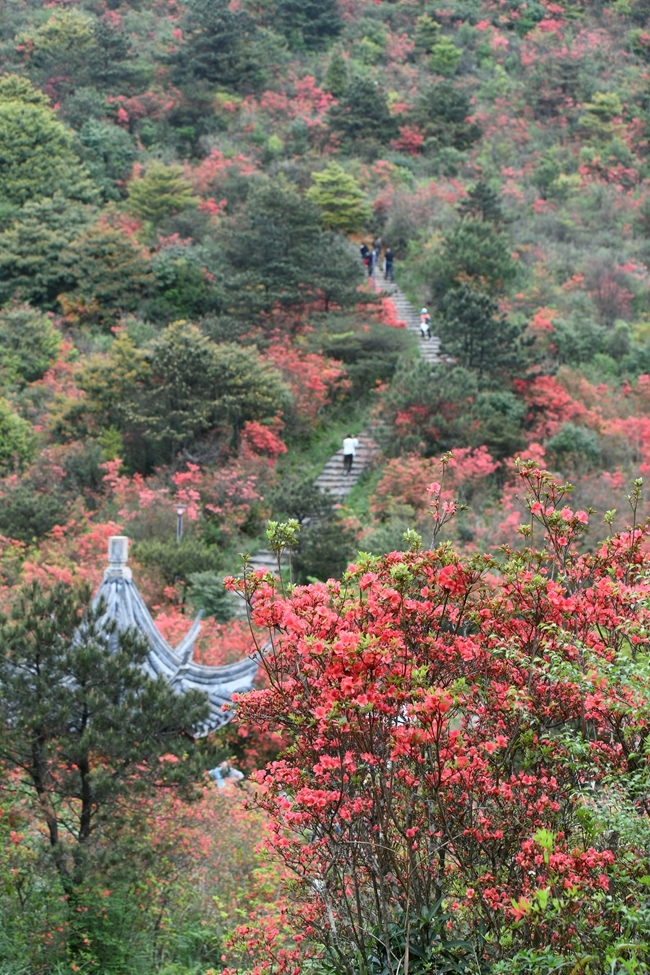 啟動儀式后，嘉賓和游客們紛紛登上佛耳山欣賞萬畝杜鵑花海。安溪縣融媒體中心供圖