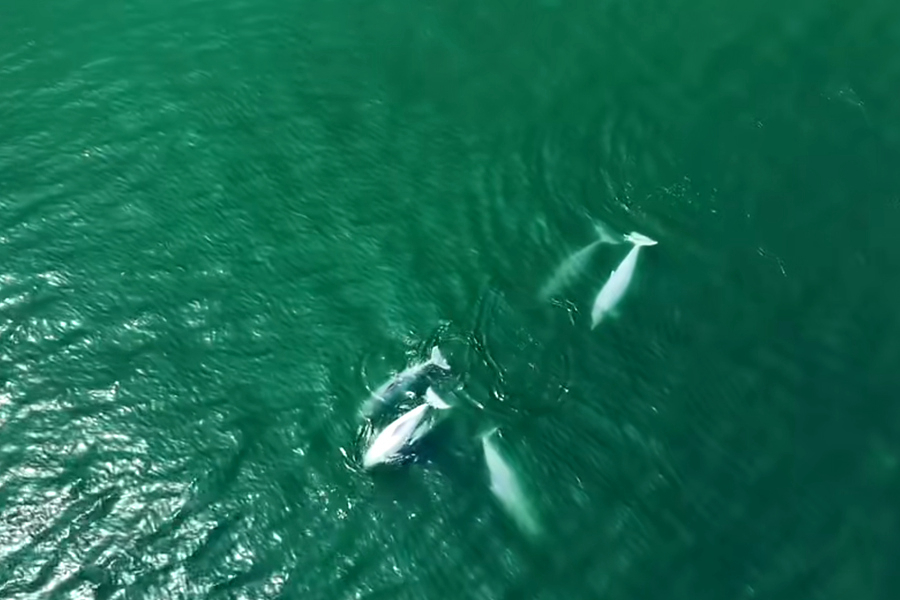 多隻中華白海豚在海中暢游、嬉戲、追逐。陳昱攝