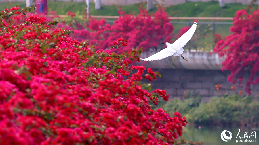厦门“市鸟”白鹭在“市花”三角梅花海中展翅翱翔。人民网记者 陈博摄