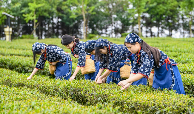安溪铁观音品牌价值1432.44亿元，连续八年位居区域品牌（地理标志产品）价值第一位。