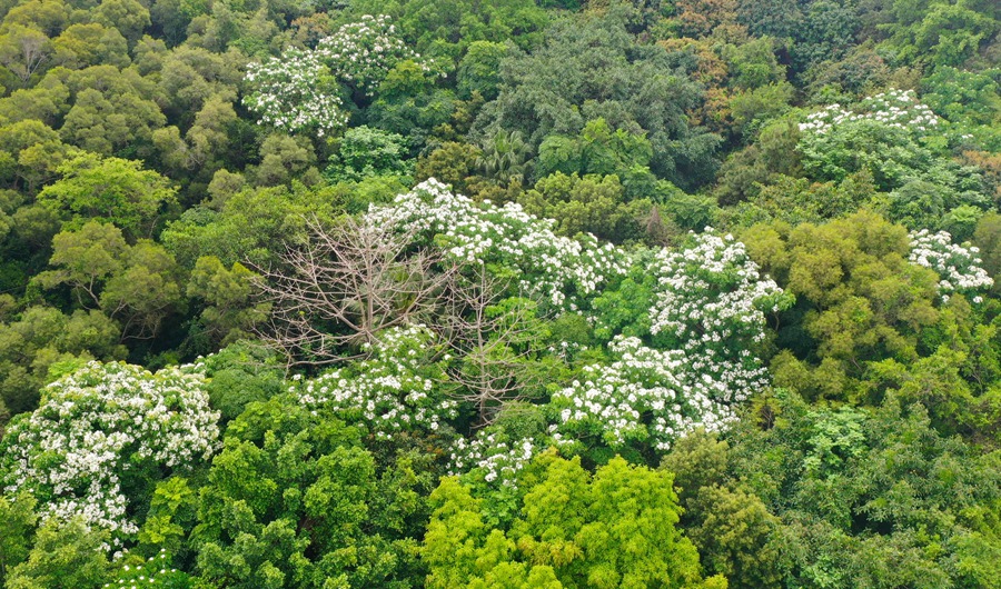 一棵棵桐花妝點靜湖公園的綠林。陳靖攝