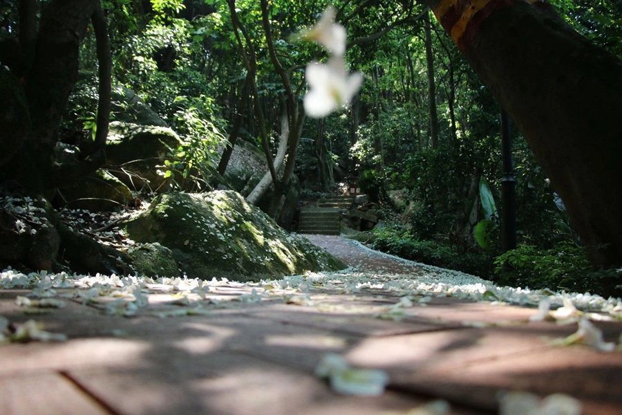 油桐花裹挾著陽光落下。邱建華攝
