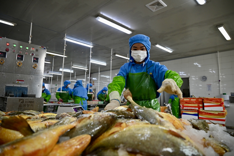 生產線上大黃魚數量眾多。