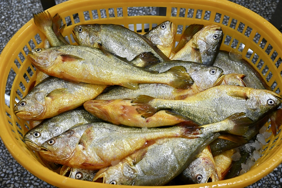 滿框冰鮮大黃魚。