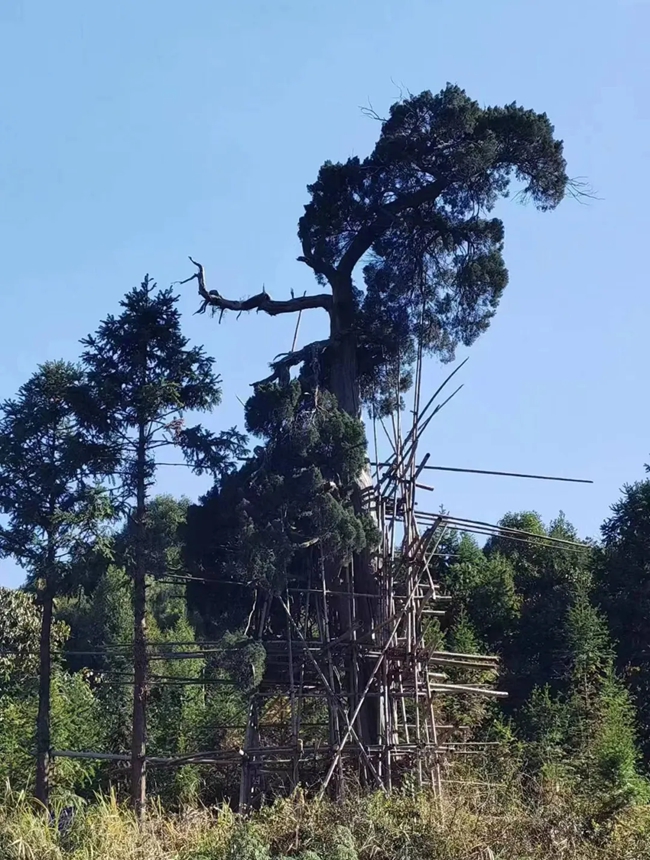 白濑乡圆柏。