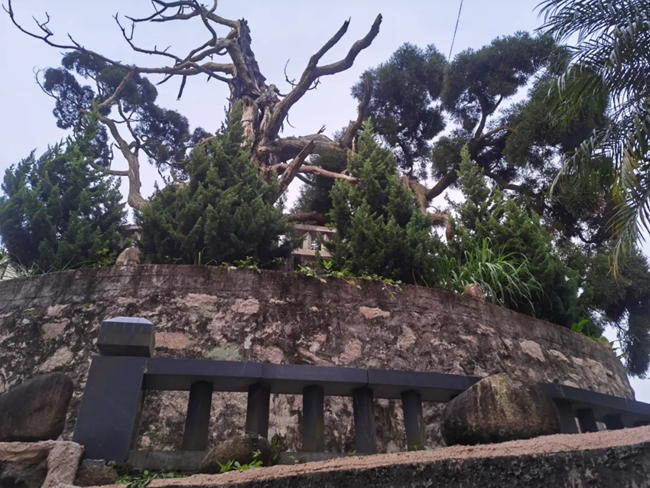 大坪乡大坪村千年古杉。