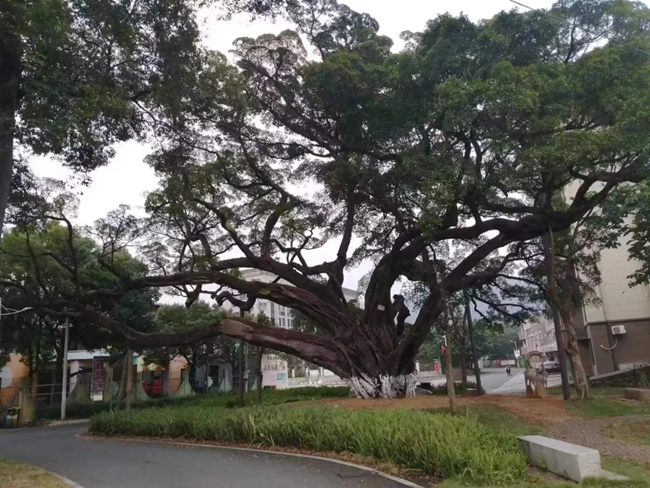 福田乡古榕树。