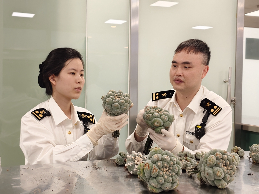 海关关员对多肉植物进行查验。谢臻摄