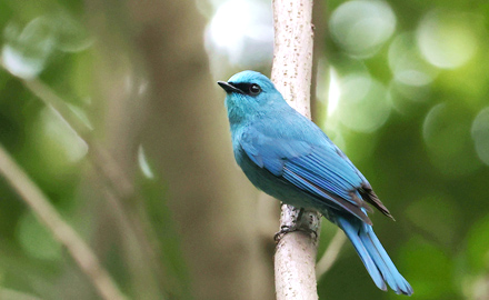  The "bronze blue flycatcher" with high appearance adds spring color to Xiamen