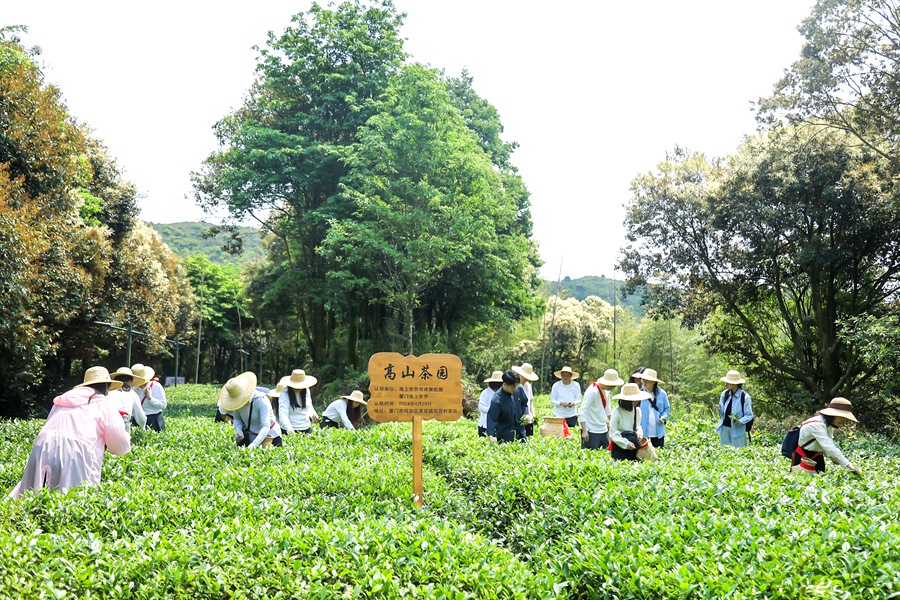 组织开展集体采茶。厦门海上世界供图