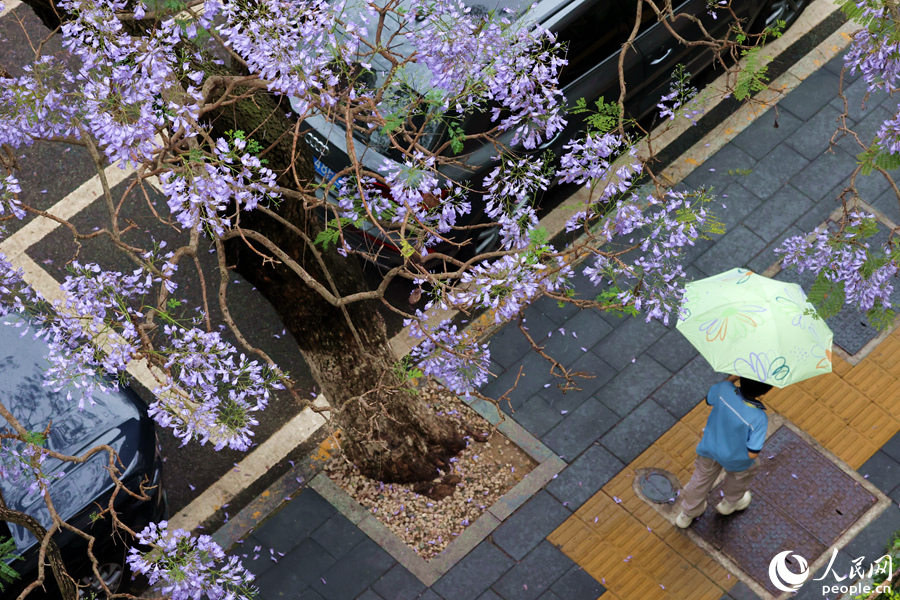 細雨蒙蒙，藍花楹楹。人民網記者 陳博攝