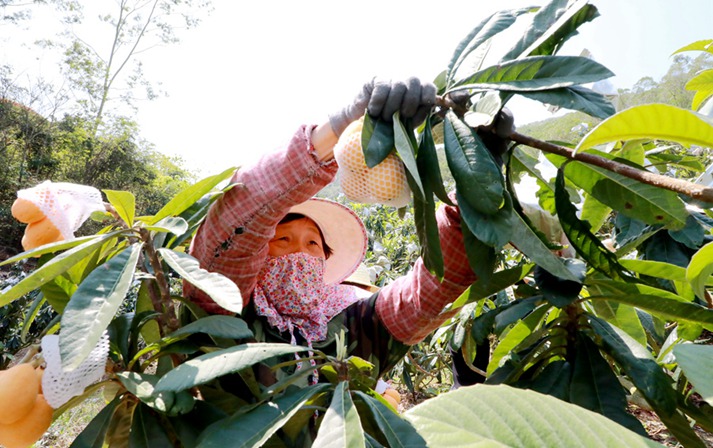  Fujian Yunxiao: Manshan loquat yellow fruit farmers like harvest