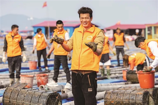 霞浦下滸海域海參養殖基地，去年投放的海參迎來豐收，養殖戶喜上眉梢。