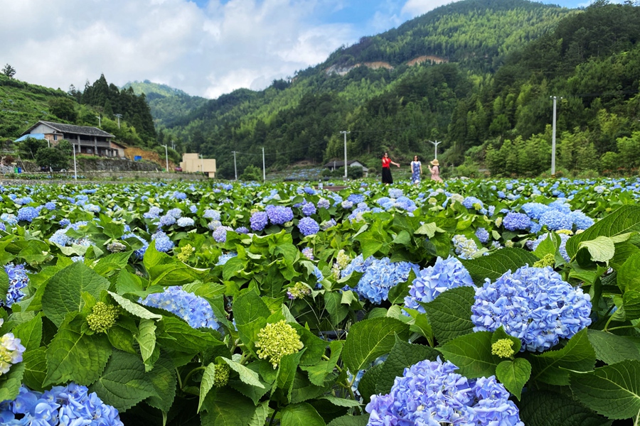閩侯縣廷坪鄉汶合村良地自然村“繡山花谷”基地吸引游客前來拍照打卡。閩侯縣委組織部供圖