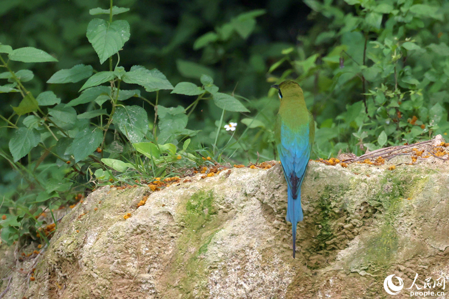 栗喉蜂虎拥有蓝绿色的背羽，在绿地中犹如穿上了“隐身衣”。人民网记者 陈博摄