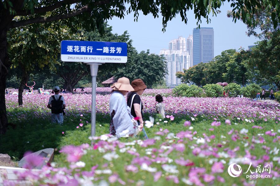 福州花海公园数万平米波斯菊盛开，大片花海吸引众多市民和游客拍照打卡。人民网记者 兰志飞摄