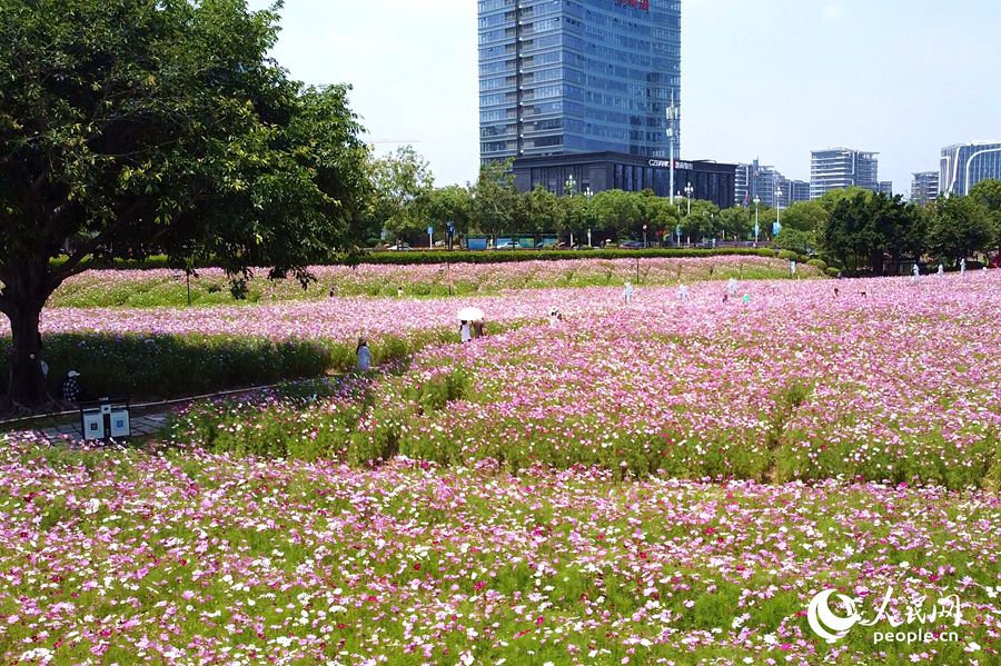 福州花海公園數萬平米波斯菊盛開。人民網記者 蘭志飛攝