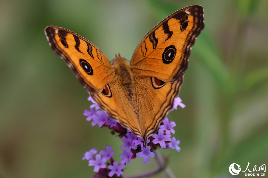 美眼蛱蝶在柳叶马鞭草花穗上停留。人民网记者 陈博摄