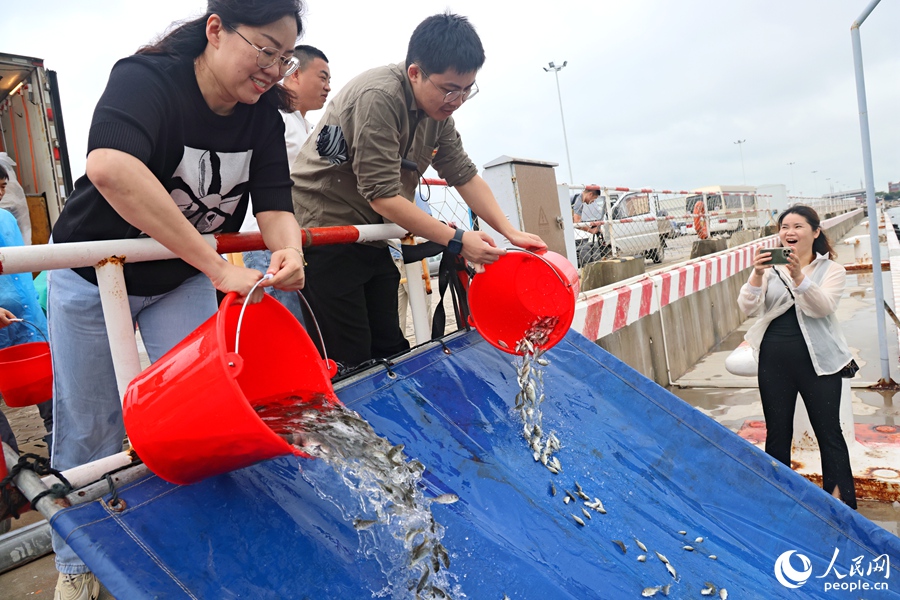 市民放流黑鲷、黄鳍鲷。人民网记者 陈博摄