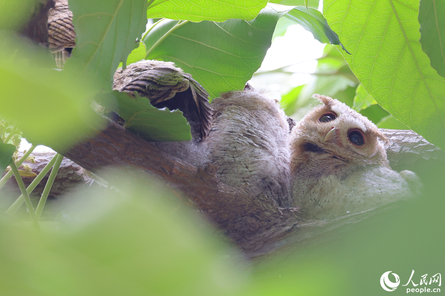毛茸茸的領角鸮幼鳥在枝頭相互依偎“排排坐”。人民網記者 陳博攝
