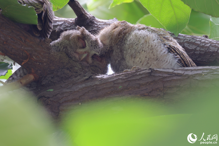 在樹杈間打盹的領角鸮幼鳥。人民網記者 陳博攝