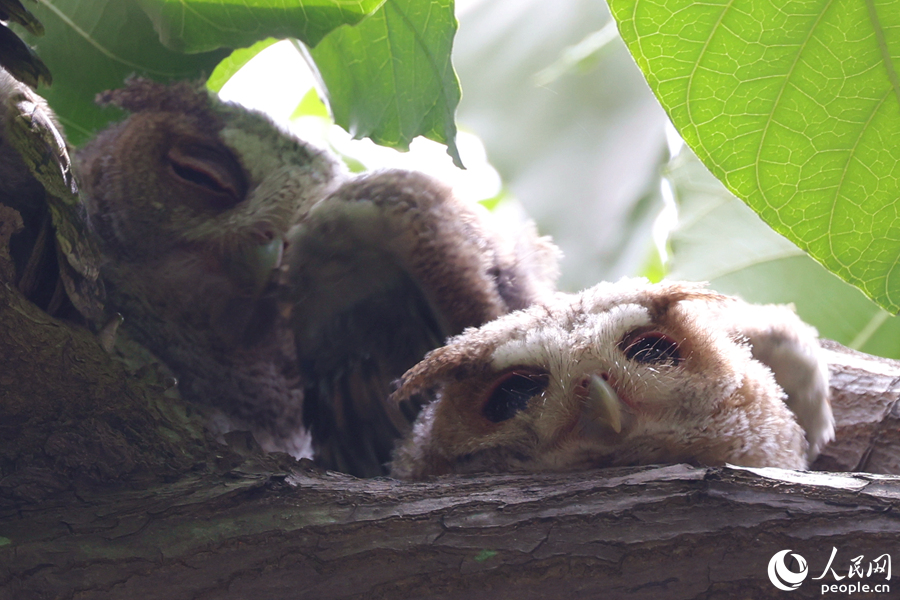 睡眼惺忪的領角鸮幼鳥，好似剛睡醒的小貓蜷在枝頭。人民網記者 陳博攝