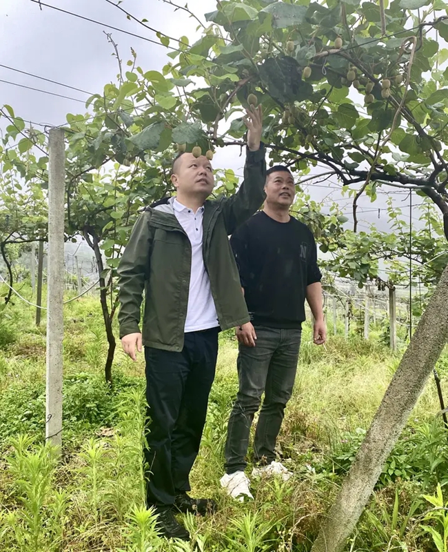 蘇煊東在獼猴桃基地實地查看獼猴桃長勢情況。蕉城區委組織部供圖