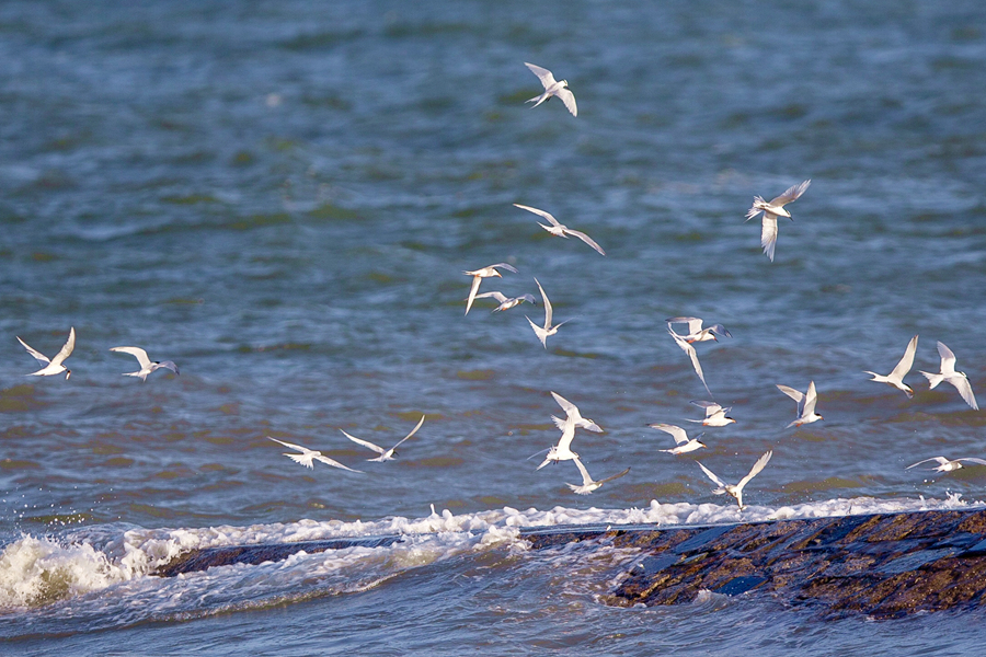 成群燕鷗在廈門思明環島東路一帶堤岸頻頻現身。柯玉坤攝