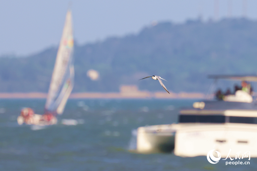 白額燕鷗在游船間飛行。人民網記者 陳博攝
