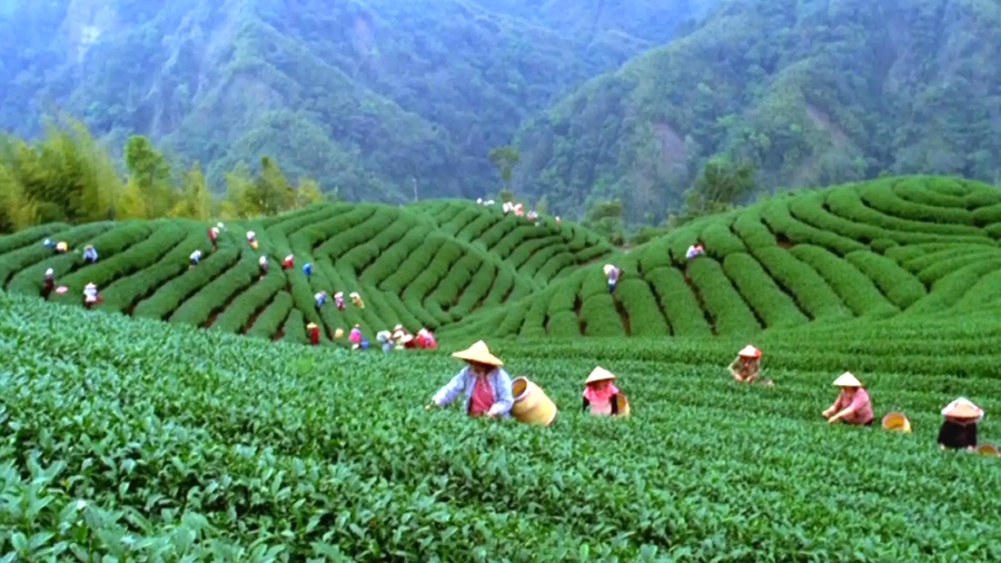 美人茶日益成为大田茶农致富的“金叶子”。主办方供图