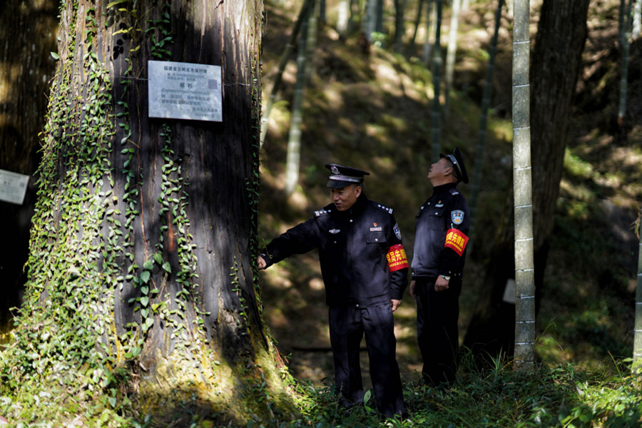 三明将乐县公安局陇栖山森林派出所教导员于先华同志对辖区古树进行巡查。福建省公安厅森林警察总队供图