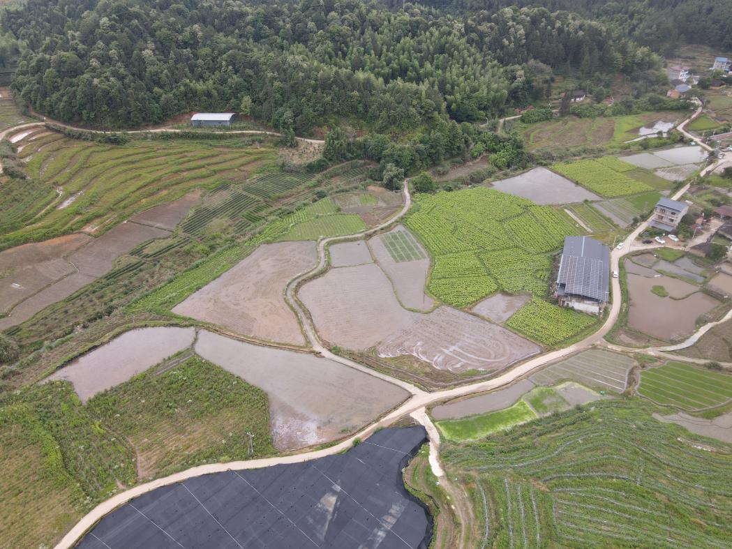 流轉管護荷墩村1號風景道沿線農田，打造農業景觀。武夷山市上梅鄉供圖