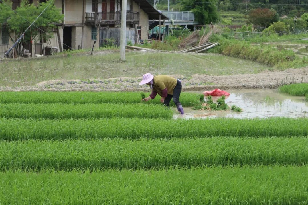 村民在田间插秧。