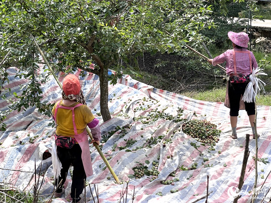 果园内，采摘工人正在忙碌着。人民网记者 陈蓝燕摄