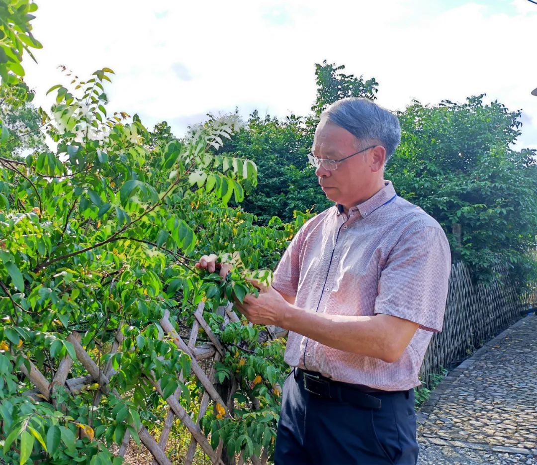 朱朝枝在田间地头察看杨桃树长势。郭扬摄