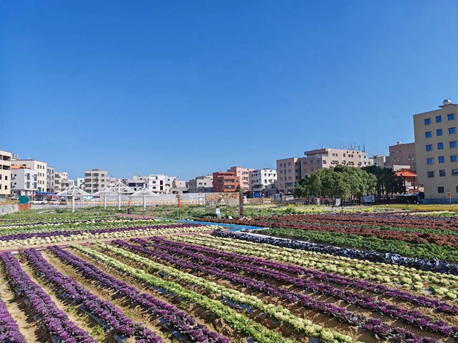 翔安区以党建为引领，推动沙美社区“都市田园”项目建设，将闲置土地重新配置、规划，造福一方。翔安区委宣传部供图