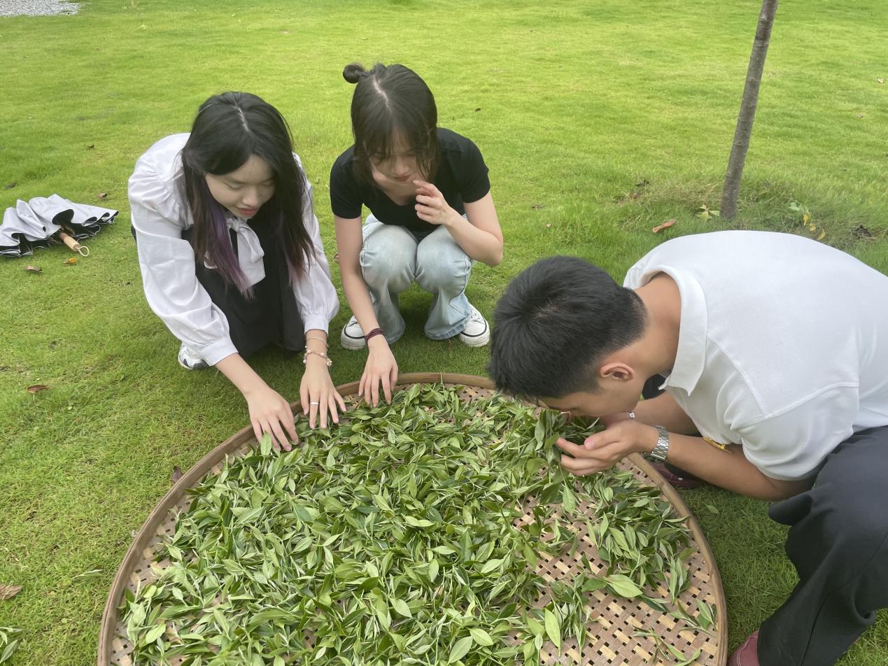 红色高山讲解队队员体验制茶