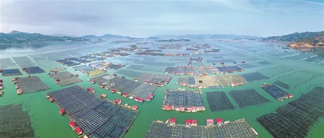 霞浦縣下滸海域，新型養殖漁排綿延海上，構建起了一片“海上牧場”