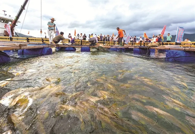 ▲蕉城區三都澳海域一大黃魚養殖漁排裡，水美魚肥、魚躍人歡