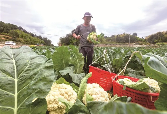 ▲屏南縣嶺下鄉高山蔬菜基地，花菜採摘上市