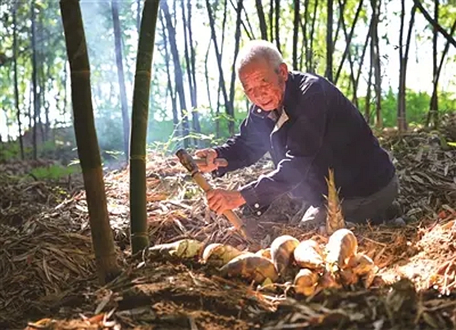 初夏時節，福安綠竹筍迎來採挖旺季 李郁 攝