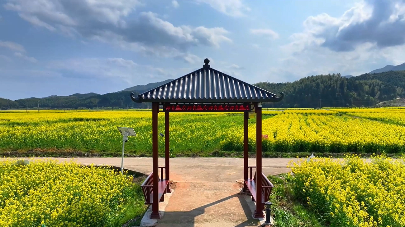 鸟瞰金黄：时光花海