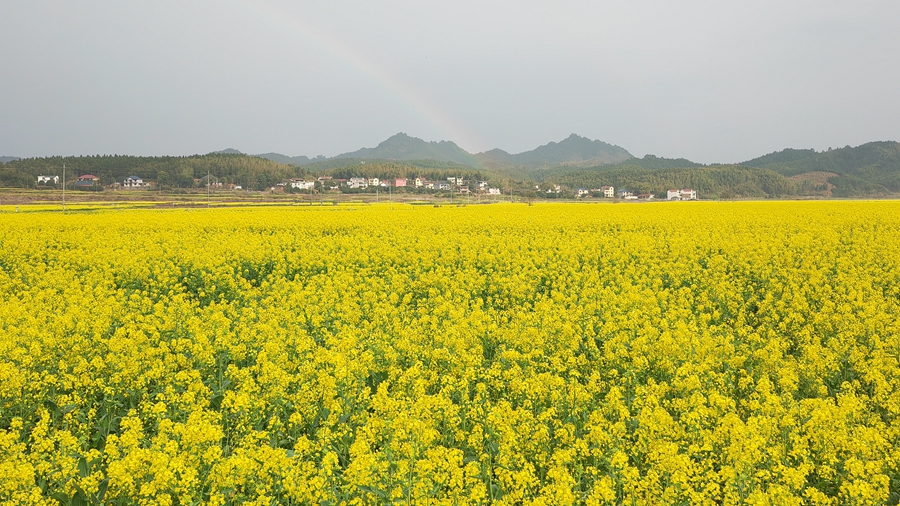 彩虹遇见花海