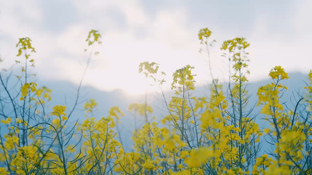 花开戏韵
